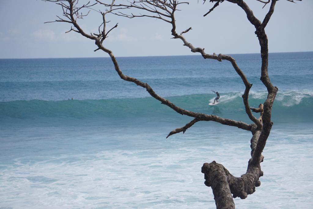 A surfer riding a wave in the distance, framed by a bare tree branch